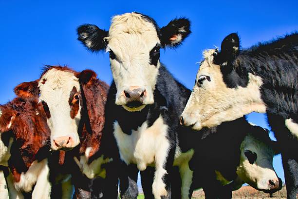 Portrait of a group of cows in various ages.