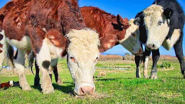 istock New Zealand Herford Cattle Snacking 2231560891