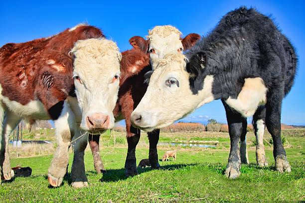 New Zealand Herford Cattle Feeding