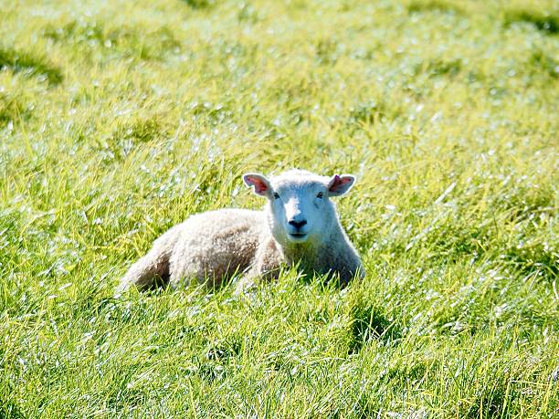 A front view of a Romney breed Sheep sitting comfortably in long grass looking at the camera at Ambury Park, a public park with farm animals in Auckland.  The Romney breed is very common in New Zealand and is known for his ruggedness and thick wool.