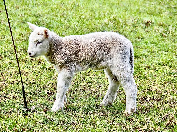 A crossbred Lamb becoming more independent by walking away from it's mothers side and with a happy look on it's face is studying a post in the ground at Cornwall Park Farm, a public park with farm animals and One Tree Hill in Auckland.  August is the busiest month of the year for Lambing season in New Zealand