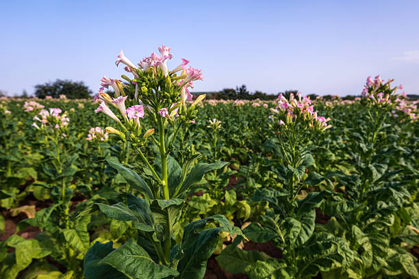 istock Pink tobacco flowers on field 2231563564
