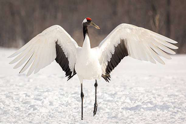 istock Red-crowned Crane in Japan 2231564342