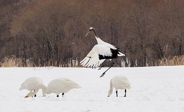 istock Red-crowned Crane in Japan 2231564354