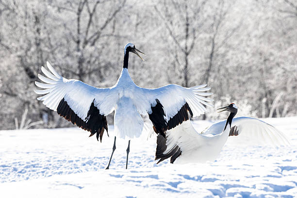 istock Red-crowned Crane in Japan 2231564462