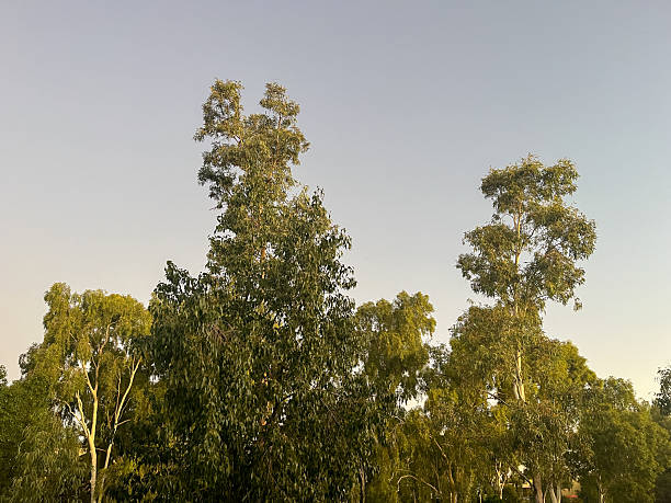 istock Smooth white trunks of a ghost gum tree stand out brightly against a clear blue sky, with more ghost gum foliage softly visible in the background 2231565698