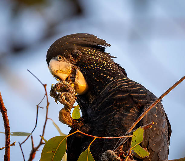 istock Red-tailed Cockatoo sitting on a tree eating nuts, Australia 2231566091