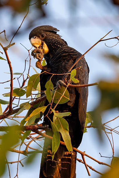 istock Red-tailed Cockatoo sitting on a tree eating nuts, Australia 2231566288