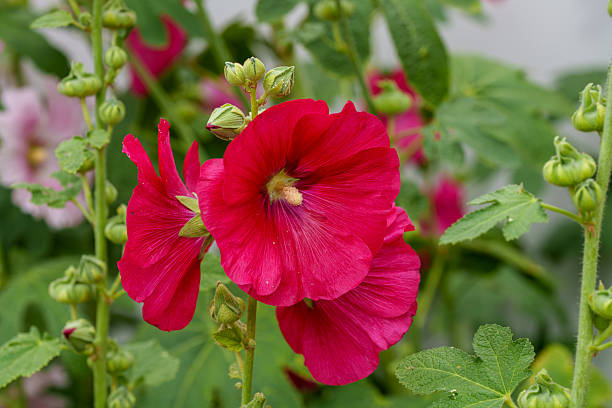istock Close-up of a red hollyhock (Alcea rosea) in early summer bloom. 2231568430