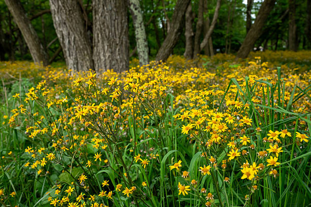 istock Golden Ragwort Fields in Forest along Big Meadows 2231570947