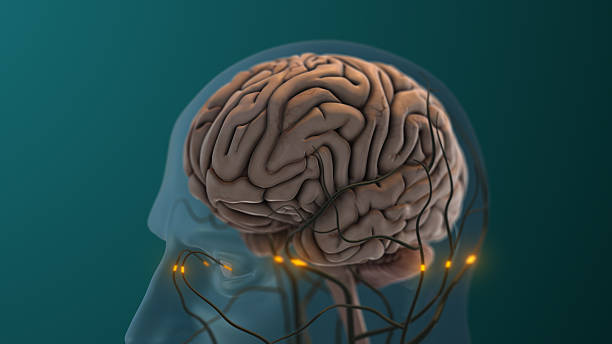 istock Neural Signals Transmitted From Brain in Sexual Stimulation 2231579553