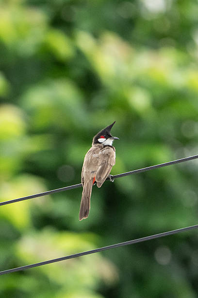istock The red-whiskered bulbul (Pycnonotus jocosus) perched on a electric wire. 2231581954