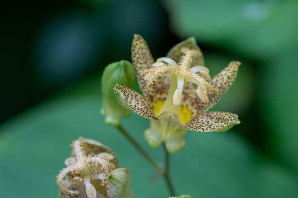 Yellow hairy toad lily in full bloom in the summer garden