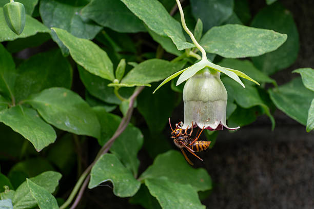 A Four-banded Stink Bug Wasp gathers pollen from  flowers in summer in the Laurentian forest..