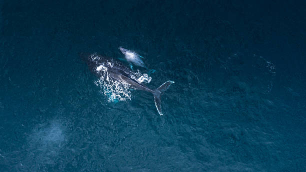 istock Whale on Mozambican waters 2231586093