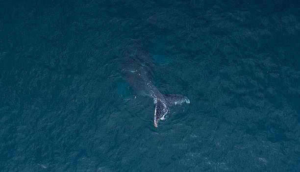 istock Whale on Mozambican waters 2231586127