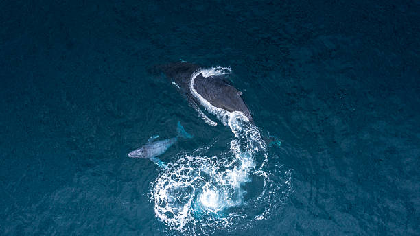 istock Whale on Mozambican waters 2231586141