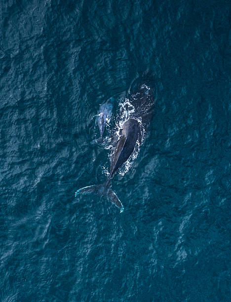 istock Whale on Mozambican waters 2231586165
