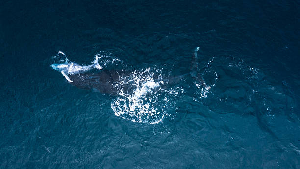 istock Whale on Mozambican waters 2231586198