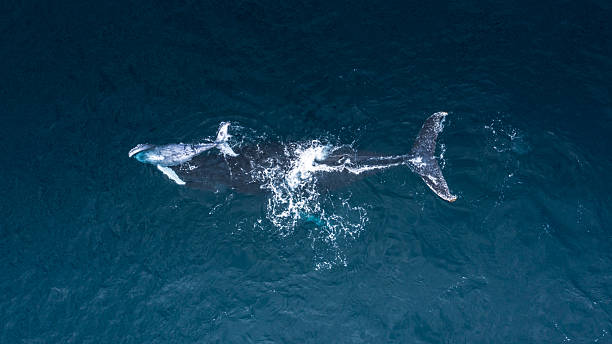istock Whale on Mozambican waters 2231586207