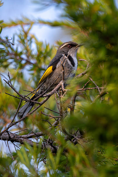 istock Male Crescent Honeyeater 2231589428