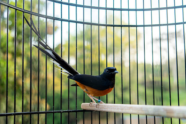 istock Beautiful white-rumped shama bird with long tail perched inside a cage, showing vibrant black and orange feathers in natural daylight. 2231591452