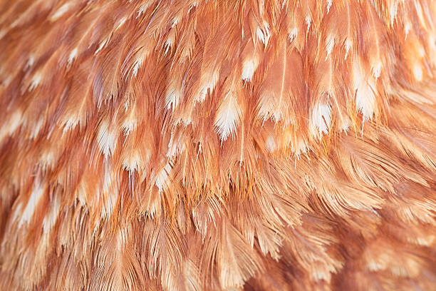 istock Closeup of red chicken feathers for texture and background, selective focus 2231592403