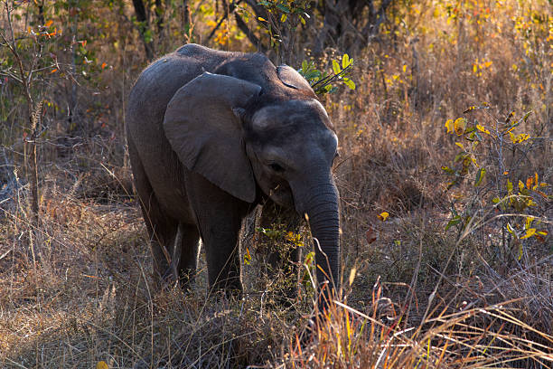 istock baby elephant in the forest 2231592410
