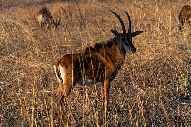 wildlife