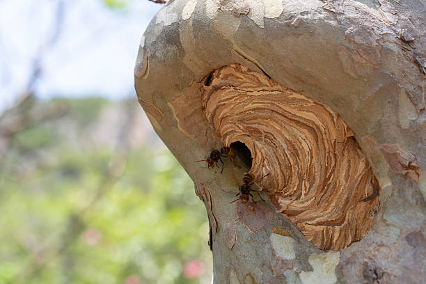 European hornets are building their nest on a tree in a forest