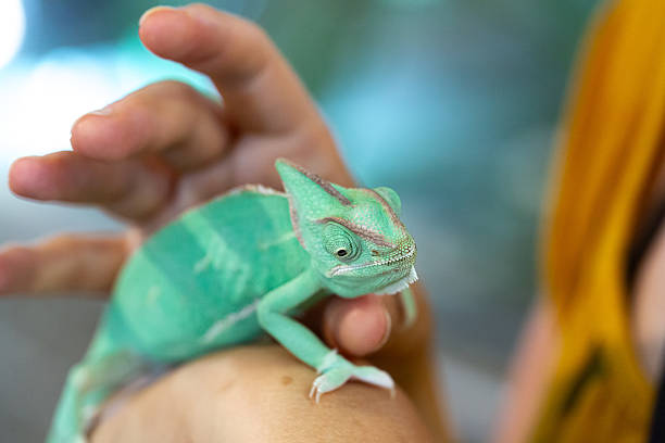 istock Veiled chameleon perching on person's arm, showing its beautiful green skin 2231597655