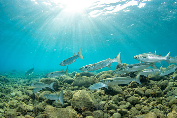 Underwater photograph of a school of mullet fish (Mugilidae) swimming gracefully above a rocky seafloor, with sunlight streaming through the water.