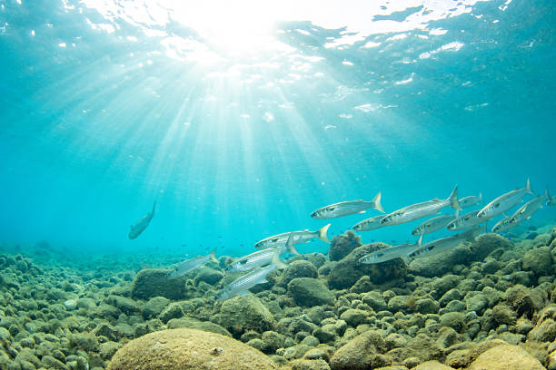 Underwater photograph of a school of mullet fish (Mugilidae) swimming gracefully above a rocky seafloor, with sunlight streaming through the water.