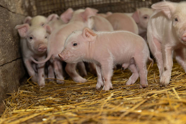 istock Young Piglets Exploring Their Surroundings in a Cozy Farm Barn 2231602483