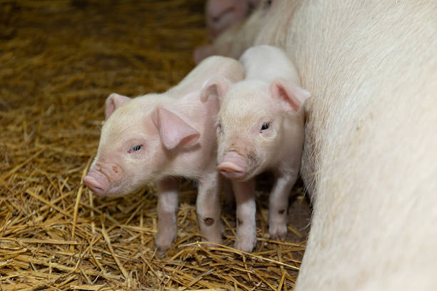 Newborn Piglets Exploring Barn Surroundings While Nursing From Mother