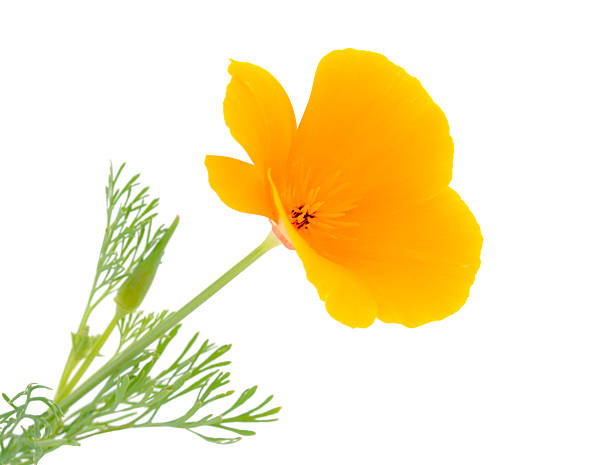 istock Beautifu yellow wildflower. 2231602727