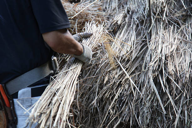 istock A craftsman repairing a thatched roof 2231603530