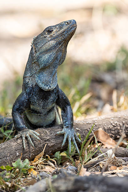 istock Spiny-tailed black iguana perching on branch, gazing upward with alert posture 2231604182