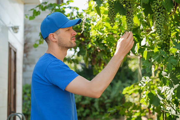 Individual is carefully selecting ripe grapes from vine branches while enjoying a sunny day in a serene vineyard filled with verdant foliage.