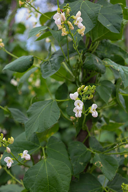 ​A flowering bean plant with delicate white flowers and dense green leaves entwines its stem. The photograph captures the detailed beauty of the plant and shows the beginning of a future harvest.