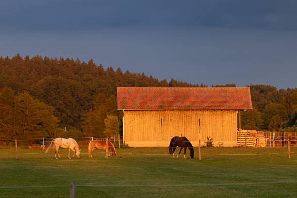 Three horses are eating grass on meadow at sunset.\nNeufarn - Germany.