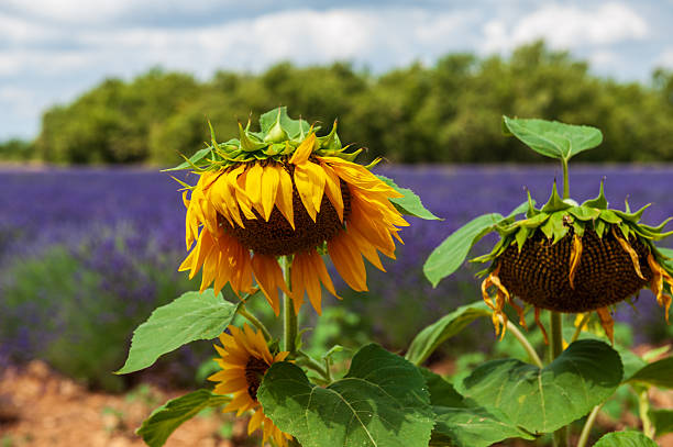Telephoto of sunflowers in a field in the French Provence, near the town of Montagnac.