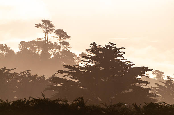 A captivating coastal landscape featuring the majestic ocean and towering fir trees along the scenic 17-Mile Drive in California