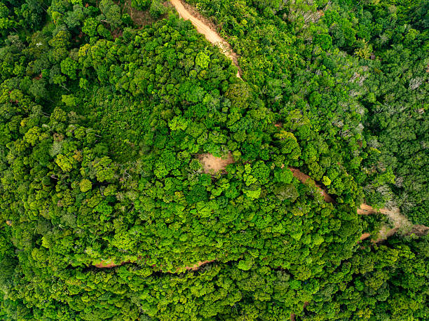 istock Top view green trees forest nature background 2231612506