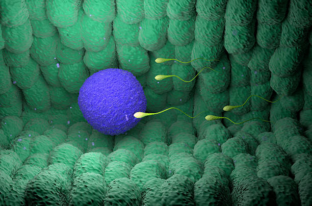 The egg cell or ovum (pl.: ova) is the female reproductive cell, or gamete, in most anisogamous organisms (organisms that reproduce sexually with a larger, female gamete and a smaller, male one). The term is used when the female gamete is not capable of movement (non-motile). If the male gamete (sperm) is capable of movement, the type of sexual reproduction is also classified as oogamous.