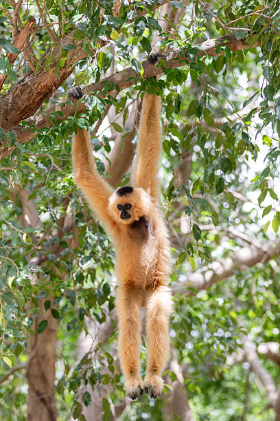 istock A white-faced lar gibbon sits in a tree in the Thailand jungle 2231614410