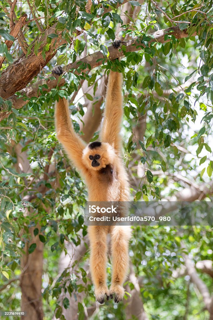 A white-faced lar gibbon sits in a tree in the Thailand jungle - Royalty-free Asya Stok görsel A white-faced lar gibbon sits in a tree in the Thailand jungle - Royalty-free Asya Stok görsel
