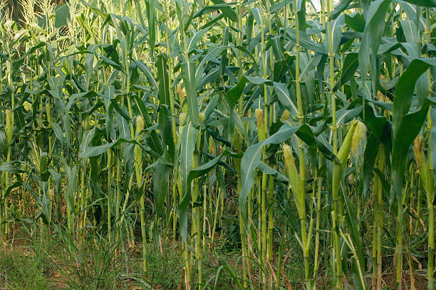 Corn field close up. Selective focus. Green Maize Corn Field Plantation in Summer Agricultural Season. Close up of corn on the cob in a field