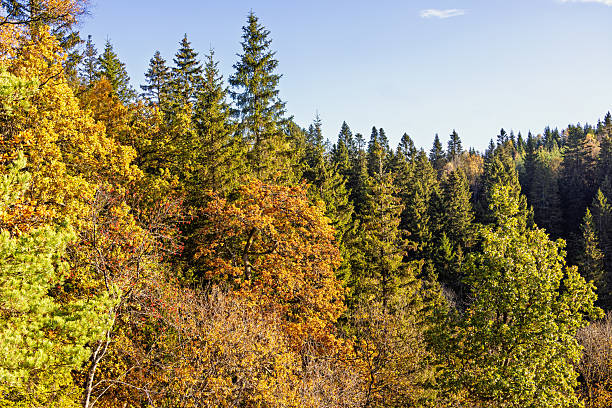 istock Forest with autumn colours a sunny day at autumn 2231616028