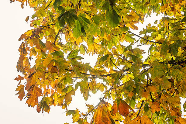 Autumn leaves on a maple tree against the sky